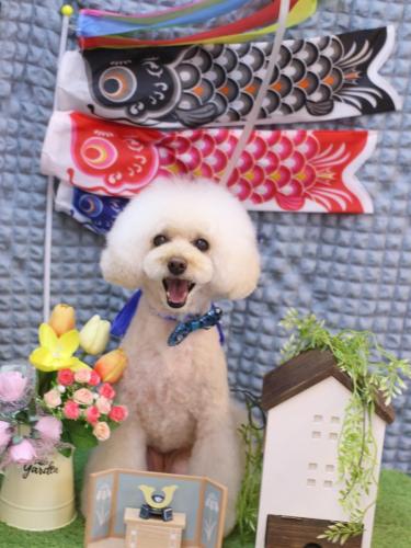 20230519ピッピちゃん